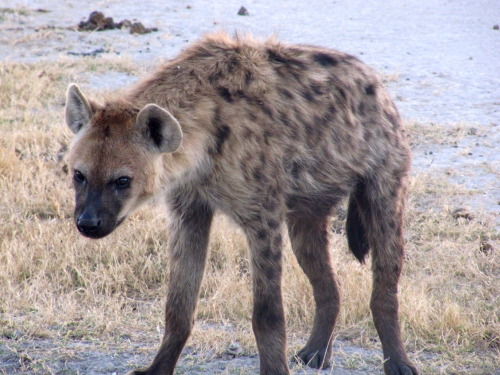 halliefuchs:Hyena (my favourite animal) in Botswana, Africa