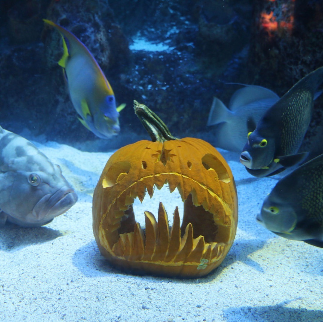 New England Aquarium Getting In The Mood For Our Annual Fish