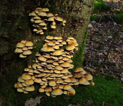 raverams:Sulphur tuft / Gewone zwavelkop / Hypholoma...