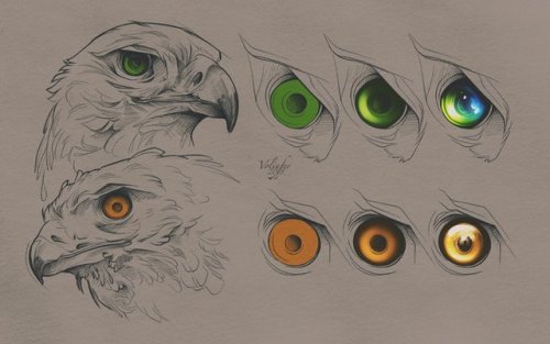 drawingden:Birds of Prey Eyes Tutorial (PSD Included) by...