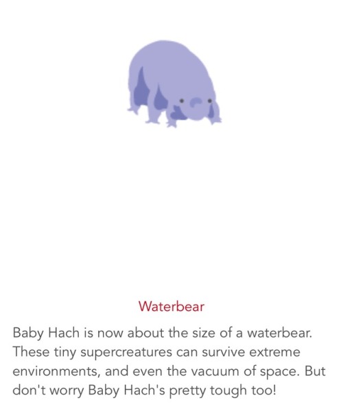 Little water bear