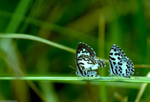 superbnature:Couple!! by HasanMahmudTipu