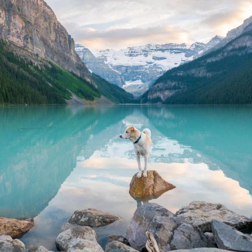 Lake Louise at sunset - Alberta - Jasper