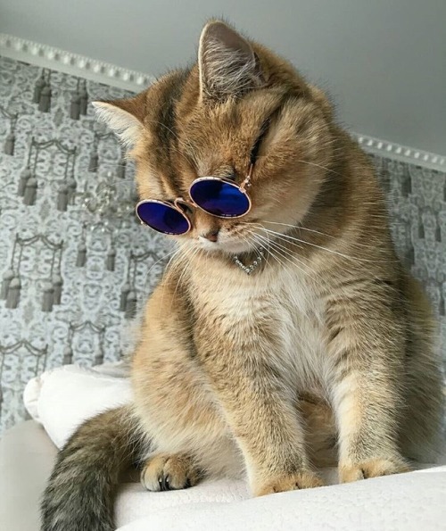 That is one cool cat.