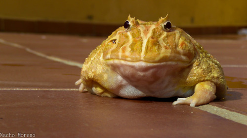 toadschooled:An extremely nice albino Cranwell’s horned frog...