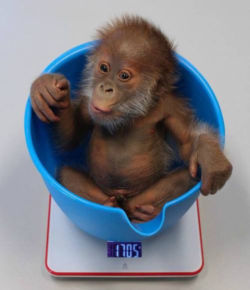 Baby Orangutan Thriving Under Keepers’ CareA baby...