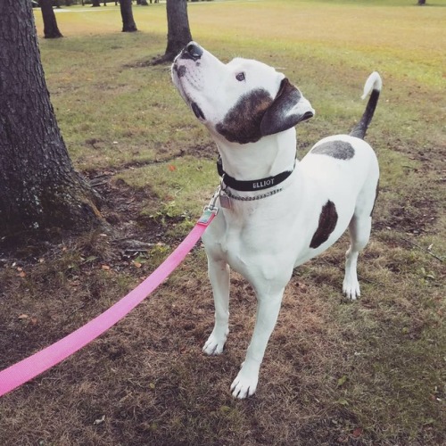 elliottheamericanbulldog:Shes a fucking beauty