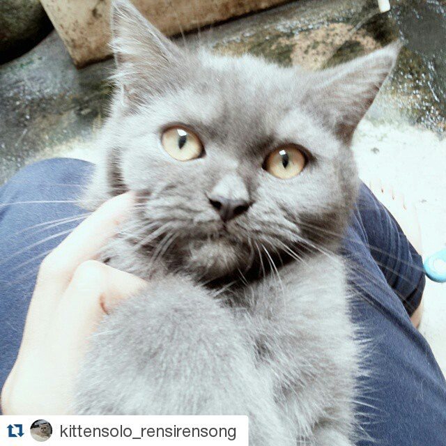 Rensirensong For Sale Kucing Persia Medium Nose Warna