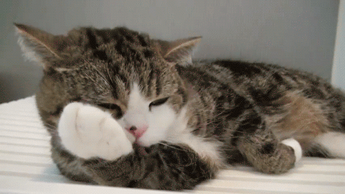 Resultado de imagem para gifs gato tumblr