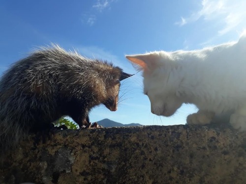 catsbeaversandducks:Baby The Opossum And Diego The CatBest...