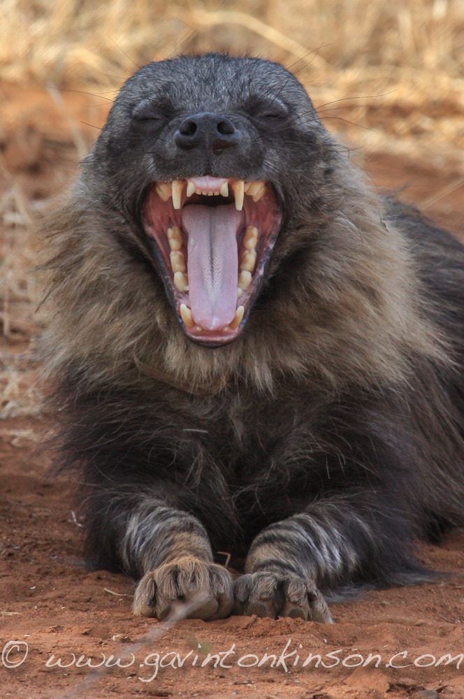 don-t-get-bit-brown-hyena-the-brown-hyena-hyaena-brunnea-also