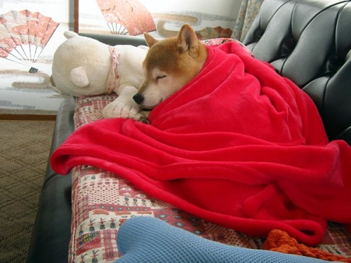 @shibas wrapped in blankets