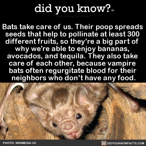 did-you-kno:Bats take care of us. Their poop spreads seeds...