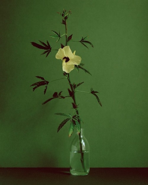 darksilenceinsuburbia:Botanical Portraits by Kate Friendyou...