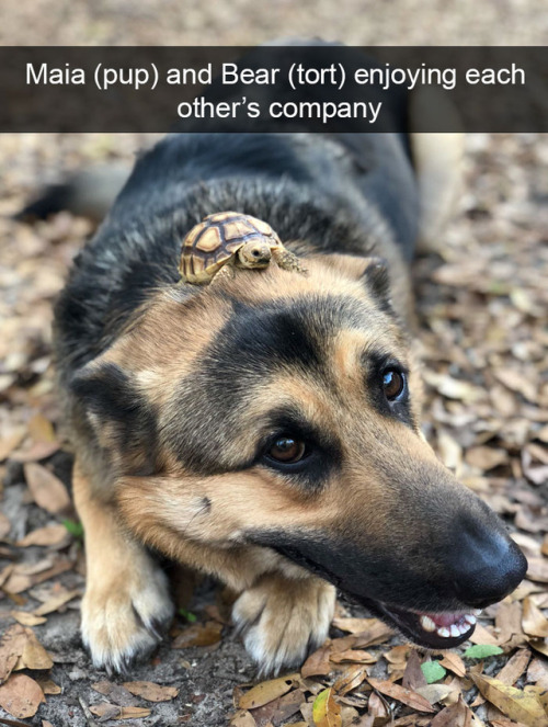 animalsnaps:Animal snaps