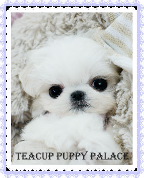 60 Best Photos Mini Teacup Puppy Korea / Teacup Yorkies: Information You Should Know - Petland Kennesaw