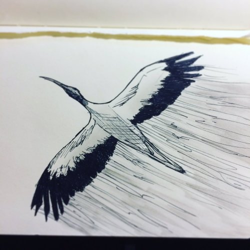 First 7 days of inktober~DeviantART| Instagram | Twitter |...