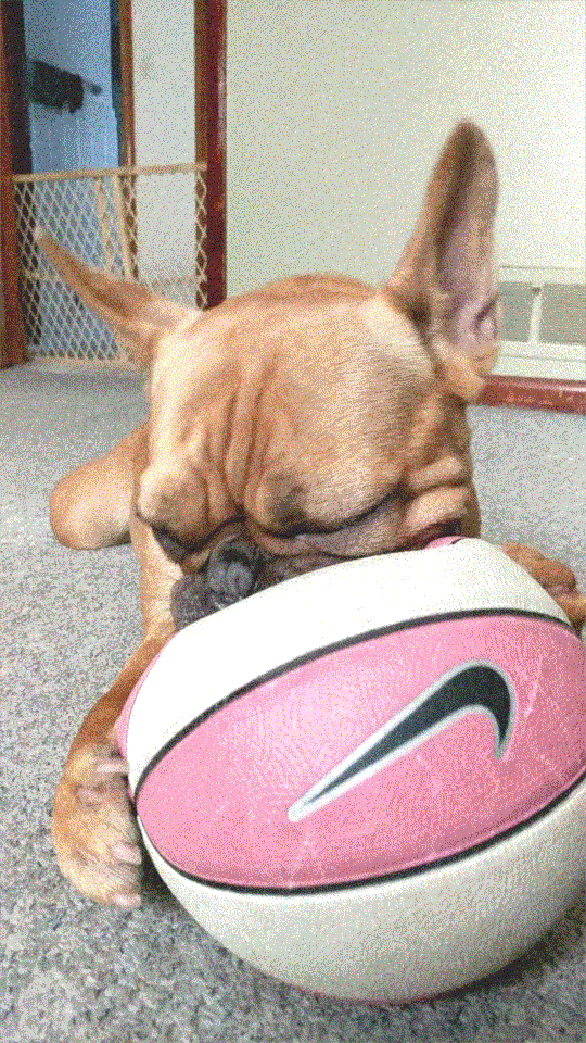 a French bulldog biting on a Nike basketball