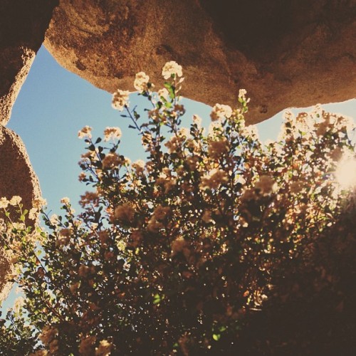 Joshua Tree National Park