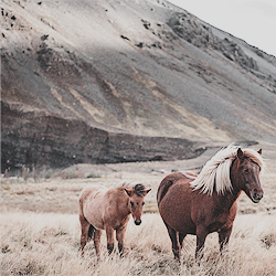 ridddermark:middle earth aesthetics → rohanthe grass-lands...