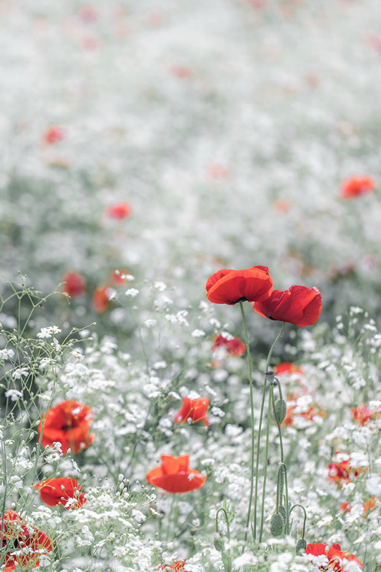 Collected Images — tulipnight: Spring garden by Breeze C