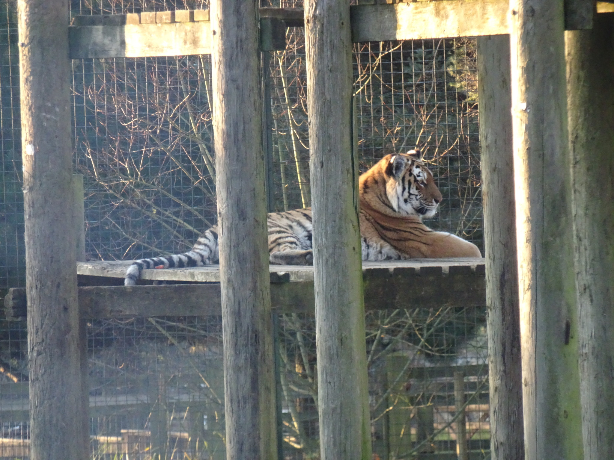 whipsnade on Tumblr