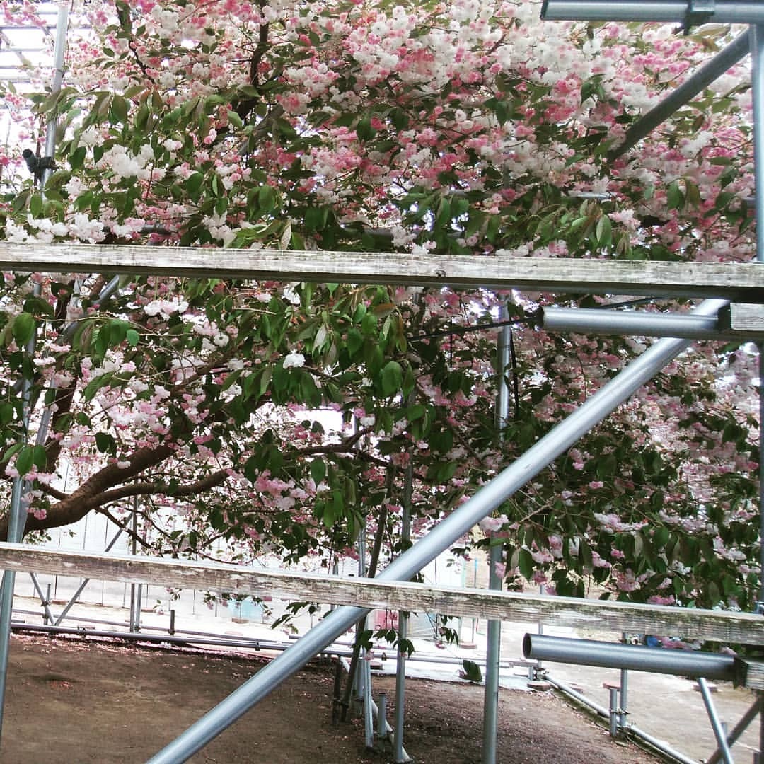 ステレンキョーなタンブラー 八重桜 普賢象 今年も見事に咲いていた 厚岸 厚岸町 厚岸牡蠣祭り 厚岸桜牡蠣祭り 桜