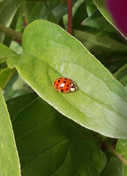 charlesreeza