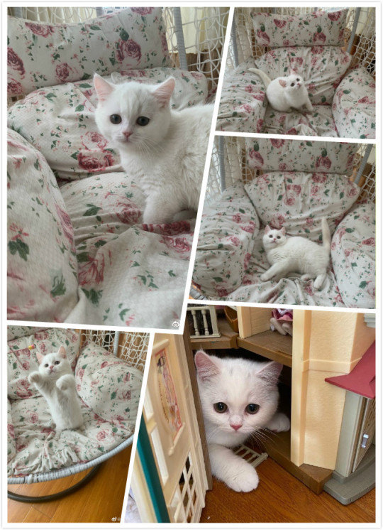 I want to take the cat home.