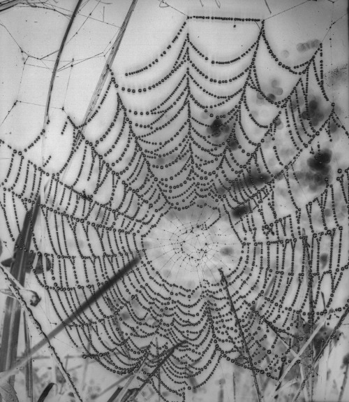 clawmarks:Dewey spider web (positive and negative image) from...