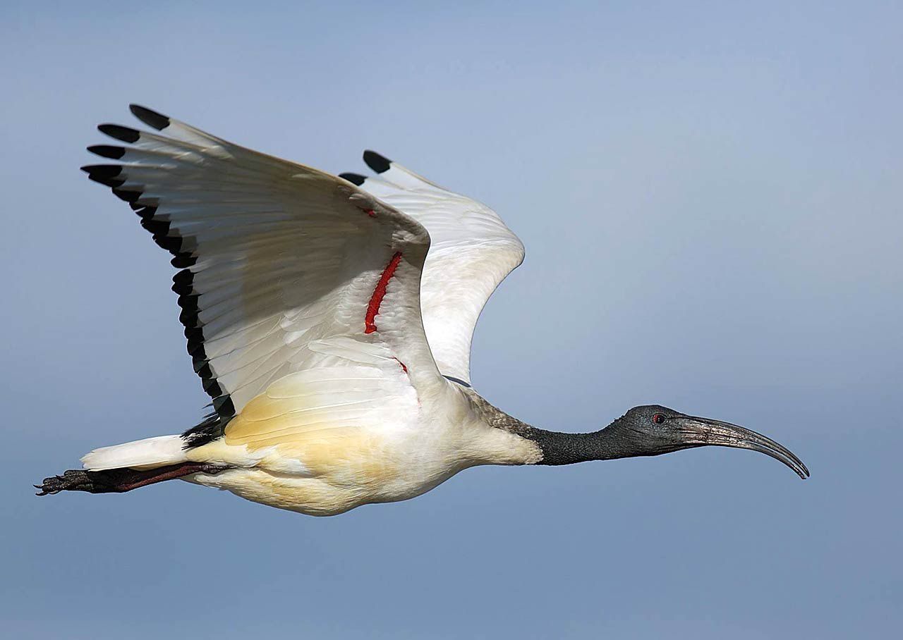 long necked birds | Tumblr