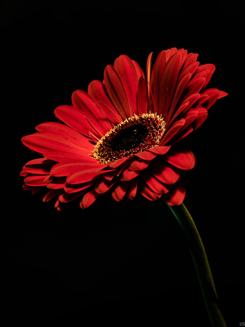 gerbera on Tumblr