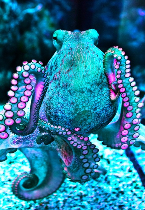 mood octopus blue