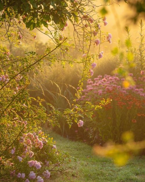 florealegiardini:The rose is ‘Blushing Lucy’ with Monarda...