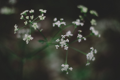 flowers photography aesthetic pretty curators on tumblr delicate white green photoset up ap