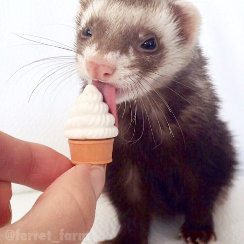 ferret-farm:Cool off, weasel 