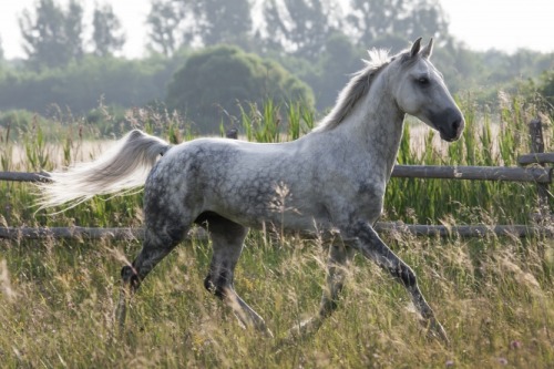 horsesarecreatures:Ewout VV. Zand, Dutch Sport Horse 