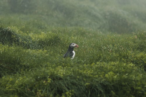 stephaniedolen:puffin liftoff, mykines, faroe islands