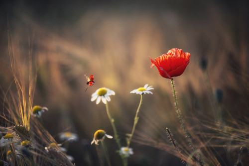 renamonkalou:Moments from the life of ladybirds | Crazy...