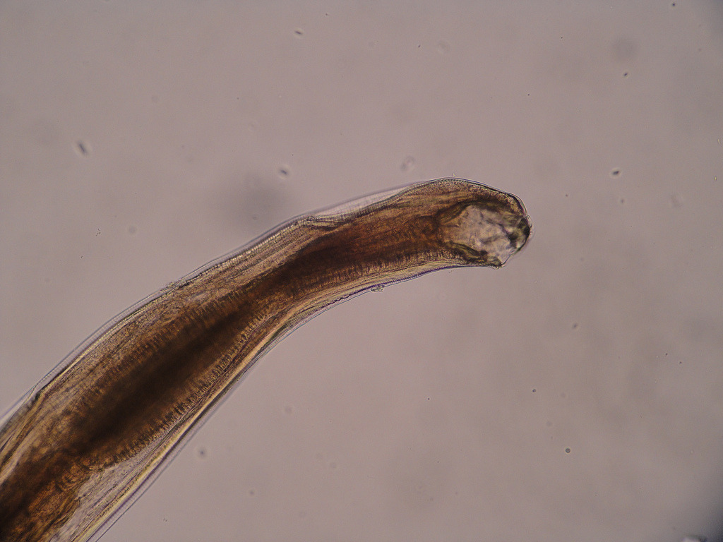 let-s-do-some-zoology-dog-hookworm-ancylostoma-caninum-a-species