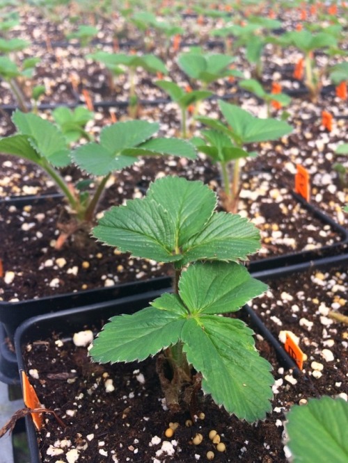 Dormant strawberry plants information