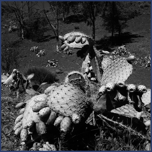 2017 : Audrey II Is SpawningCactus with cactus pears. Lower...