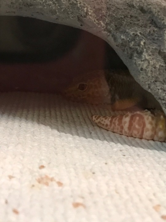 leopard gecko on Tumblr