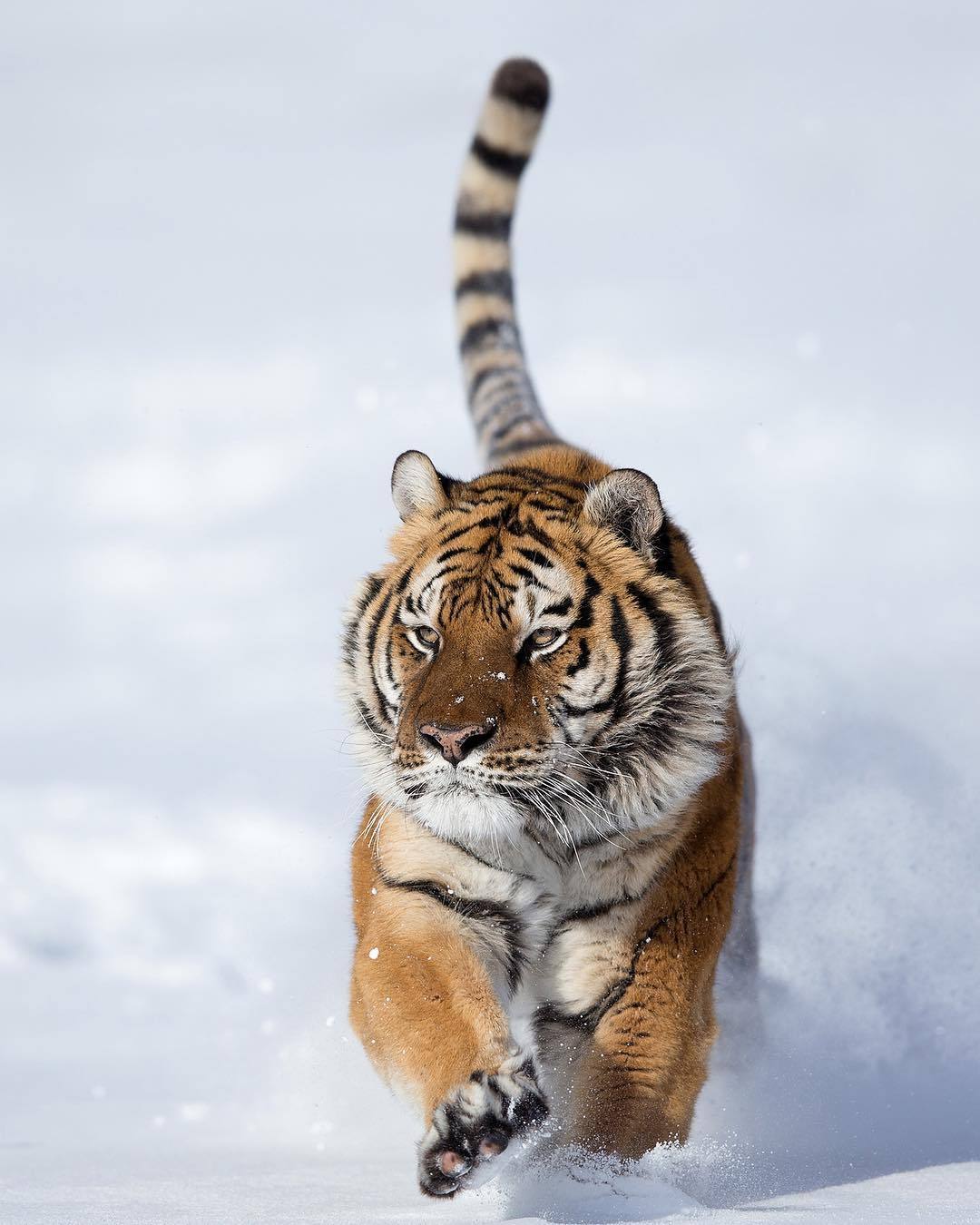 The Dragon's Den — beautiful-wildlife: Siberian Tiger by...