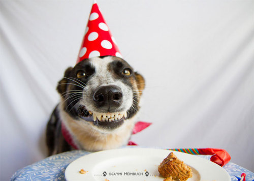 awesome-picz:Pets Having Better Birthday Parties Than You.