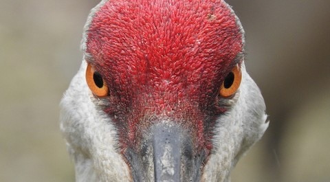 This Sandhill Crane Couple Adopted A Baby Goose Audubon >> Sandhill Crane Tumblr This Sandhill Crane Couple Adopted A Baby Goose Audubon >> Sandhill Crane Tumblr