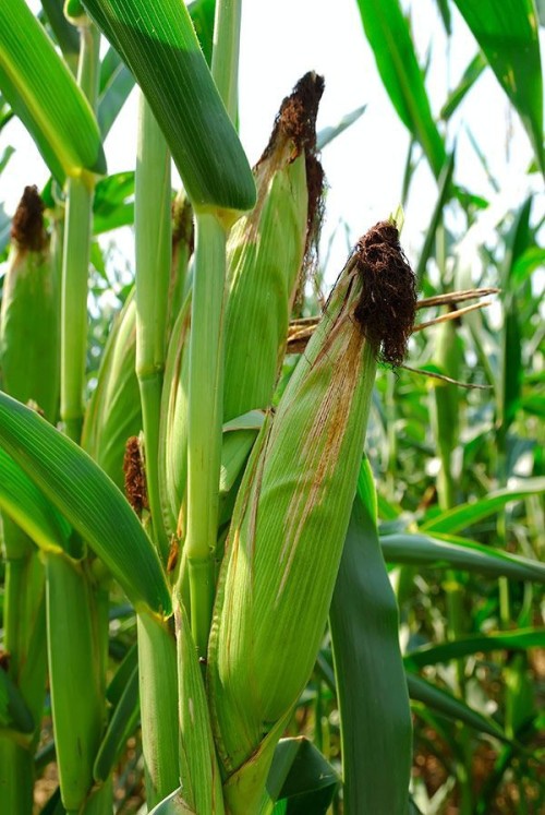 The town I live in is known for it’s corn….. well, corn...