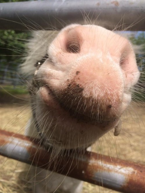 ainawgsd:Whiskers! Horses