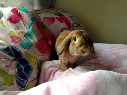 fizzieferret:Somebunny’s in my bed. :3