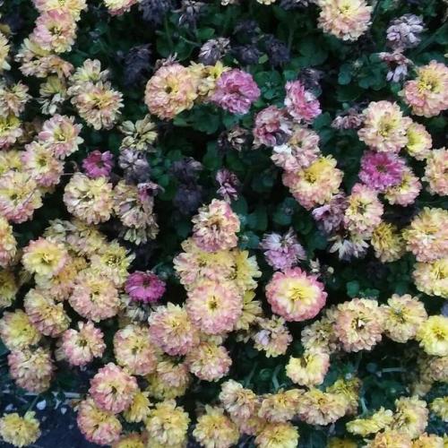 vris posts rosytea rosehipz frihzzle stargogh art hoe flowers sunbvrnt 500 100 50
